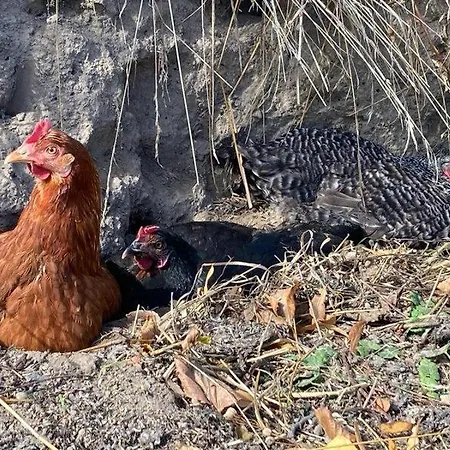 Stockrose * Middelhagen